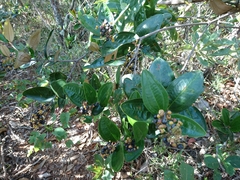 Miconia fallax