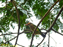 Psilopogon zeylanicus