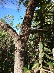 Blepharocalyx salicifolius