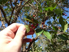 Blepharocalyx salicifolius