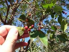 Blepharocalyx salicifolius