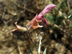 Salvia lanceolata