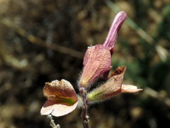 Salvia lanceolata