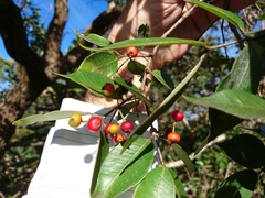 Blepharocalyx salicifolius