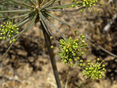 Cynorhiza typica