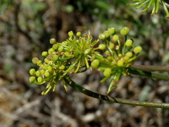 Cynorhiza typica