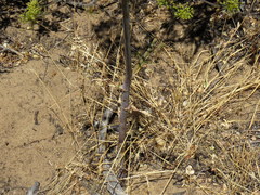 Cynorhiza typica