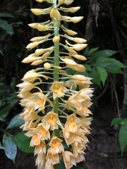 Calanthe