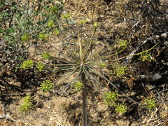 Cynorhiza typica