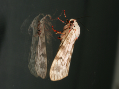 Teracotona submacula