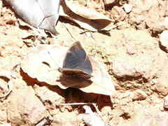 Euriphene