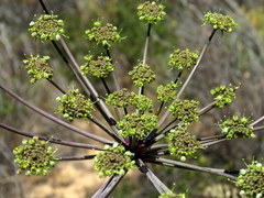 Cynorhiza typica