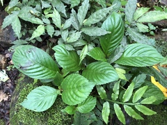 Rhynchotechum formosanum