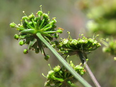 Cynorhiza typica
