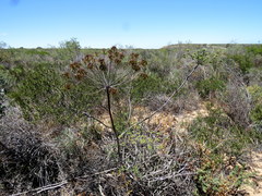 Cynorhiza typica