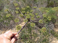 Cynorhiza typica