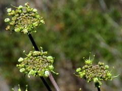 Cynorhiza typica