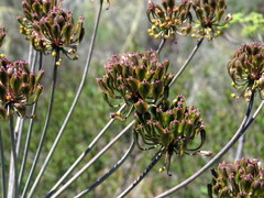 Cynorhiza typica
