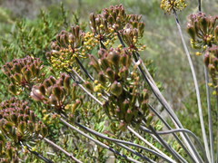 Cynorhiza typica
