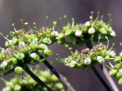 Cynorhiza typica