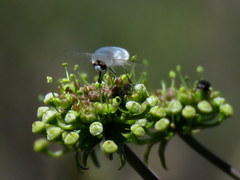 Cynorhiza typica