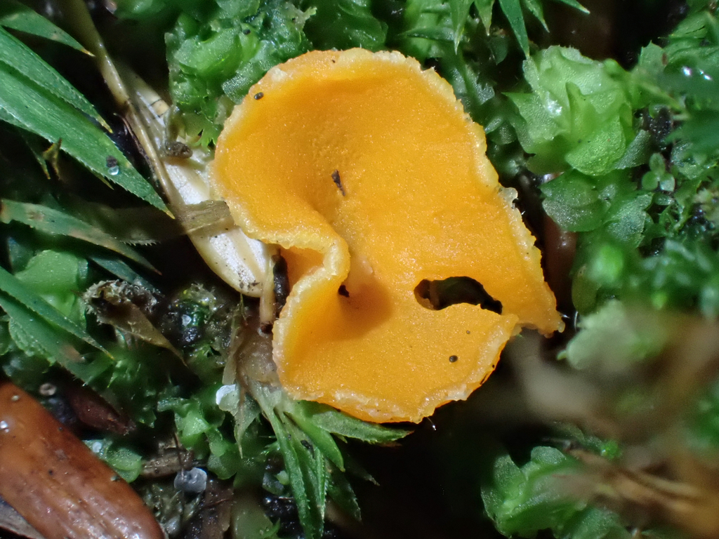 Neottiella sp. 'CA01'