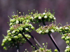 Cynorhiza typica