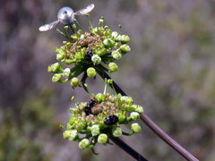 Cynorhiza typica