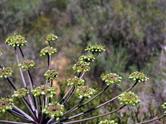 Cynorhiza typica