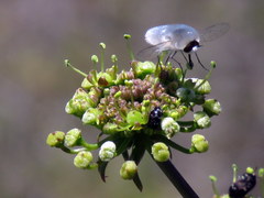 Cynorhiza typica