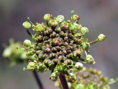 Cynorhiza typica
