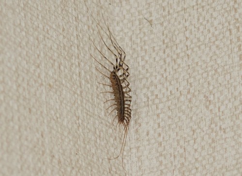 Scutigera smithii
