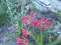 Erica abietina