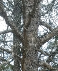 Quercus sinuata sinuata