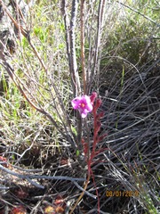 Drosera cuneifolia