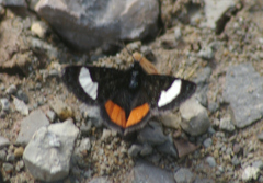 Psychomorpha epimenis