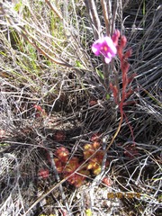 Drosera cuneifolia