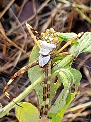 Argiope butchko