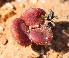 Tylecodon reticulatus