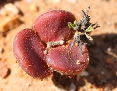 Tylecodon reticulatus