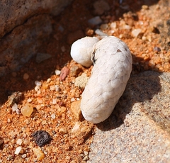 Anacampseros papyracea