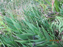 Aloiampelos commixta