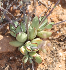 Cotyledon papillaris
