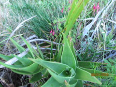 Aloiampelos commixta