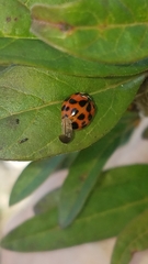 Harmonia axyridis