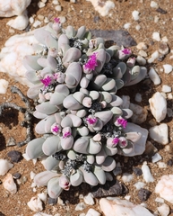 Gibbaeum pubescens