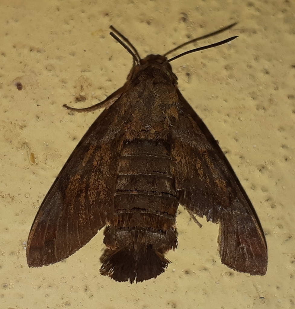 Macroglossum prometheus