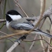 Eastern Black-capped Chickadee - Photo (c) Sequoia Janirella Wrens, some rights reserved (CC BY-NC), uploaded by Sequoia Janirella Wrens