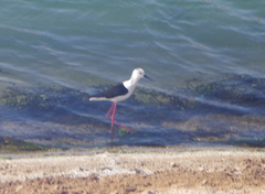 Himantopus himantopus