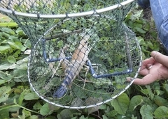 Macrobrachium rosenbergii